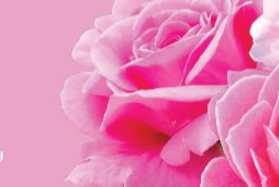 Pink roses.