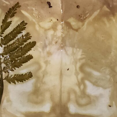 A Conversation with Plants: Eco-Dyeing Workshop