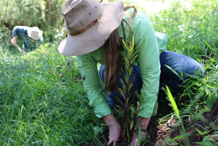 A person crouching down in a overgrown garden, wearing a hat covering their face, and a green shirt, digging with their hands.
