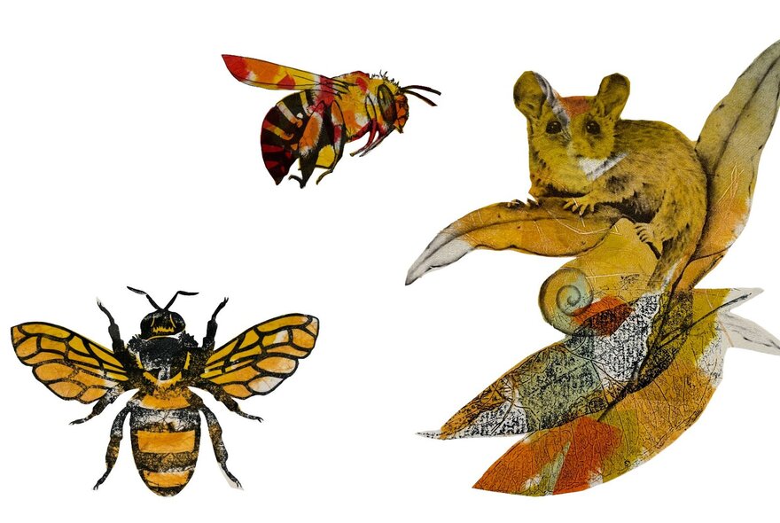 An artwork print of two tan-coloured bees and a sugar glider against a white background.