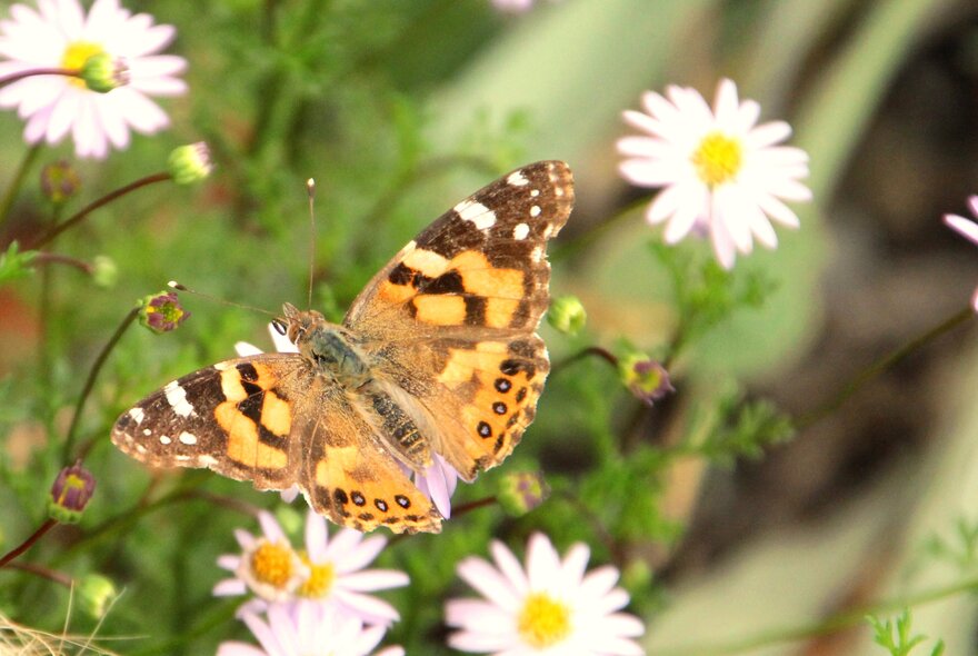 Butterflies on white daisies.