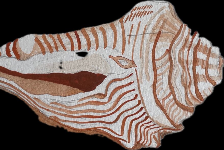 Watercolour painting of a shell, in shades of brown and white, against a black background.