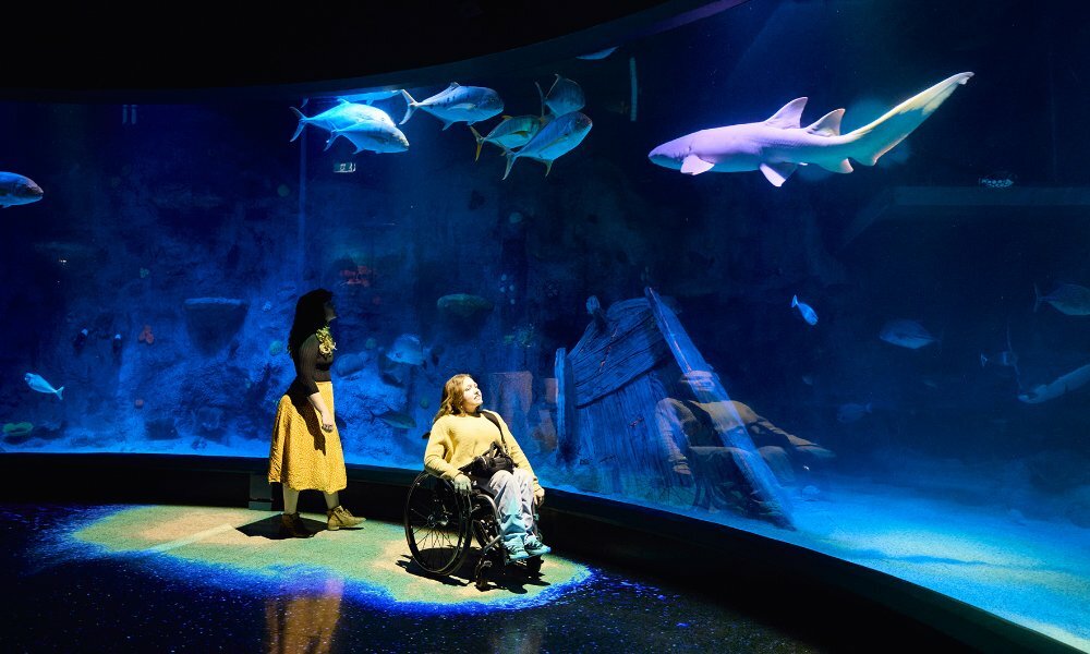 Two women looking at a fish tank in an aquarium, one woman is using a wheelchair.