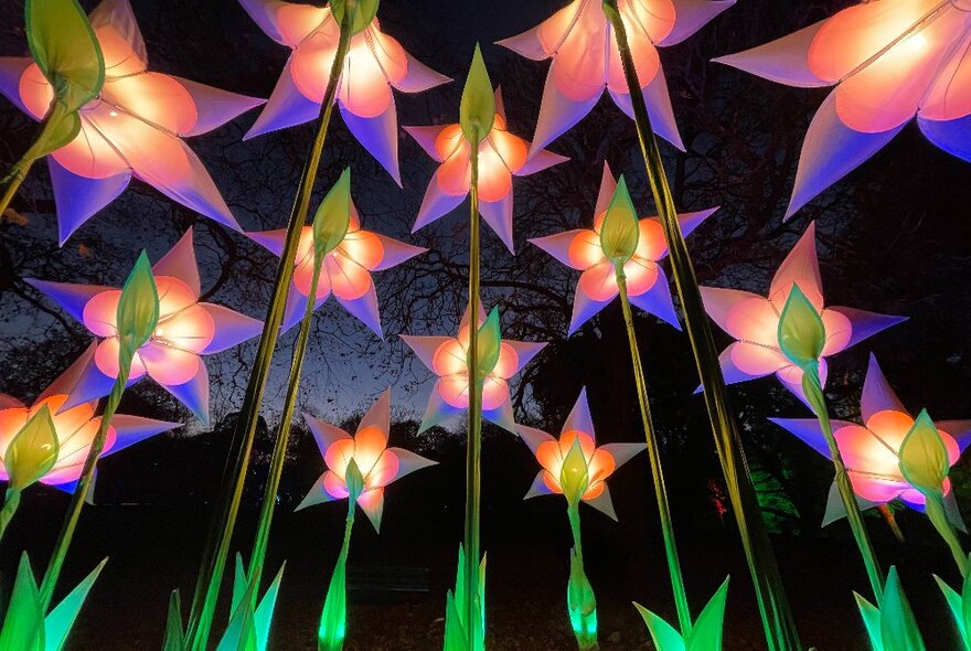 Looking up at tall illuminated flowers at Lightscape.