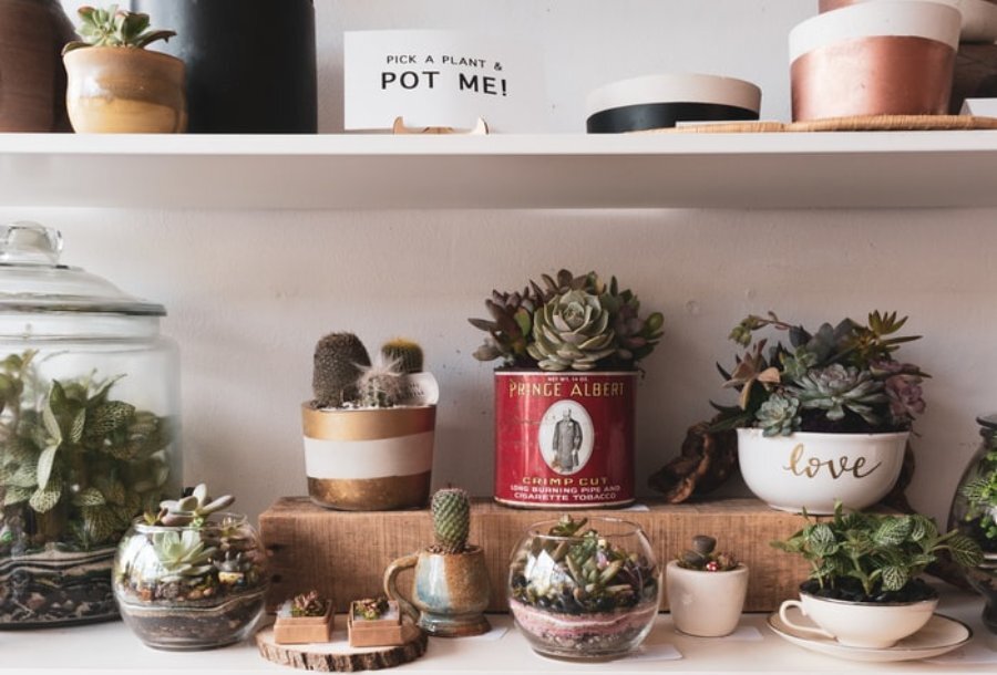 Shelves containing terrariums and cacti with a sign saying 'pick a plant and pot me'.