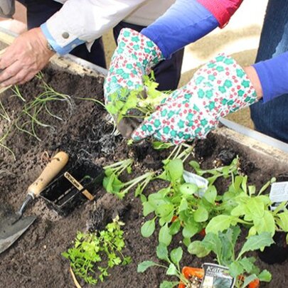 Grow Together: Gardening Workshops for Seniors Festival