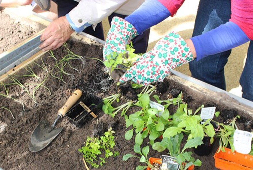 Gloved hands weeding and planting in a raised garden bed.