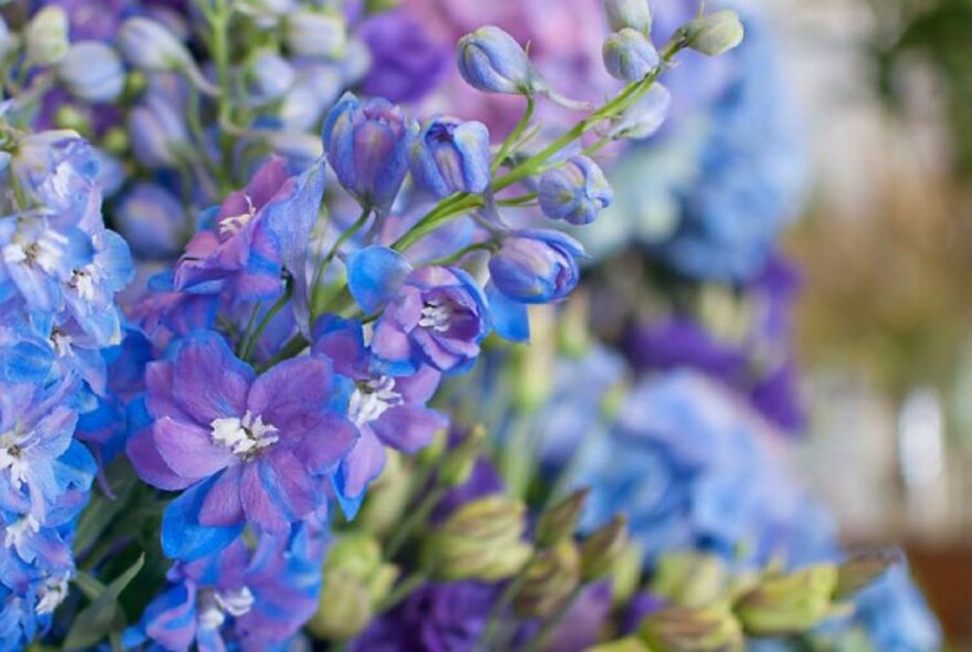 Bunch of blue and purple-coloured flowers.