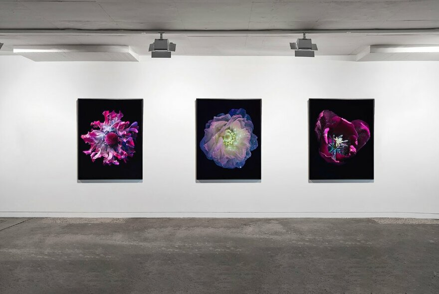 Installation view of three framed and spotlit photographic artworks hanging on a white gallery wall. 