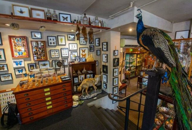 The inside of a shop with picture frames on the wall, and a large taxidermized peacock in the foreground