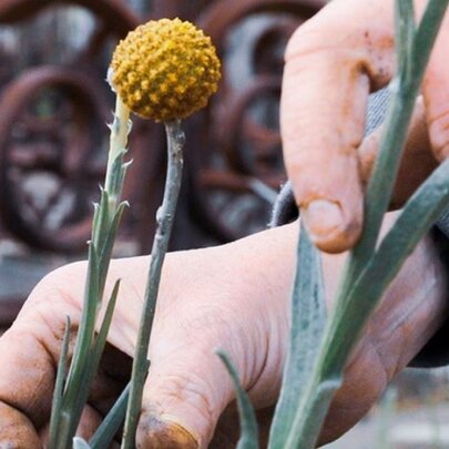 Community Planting Day at Melbourne General Cemetery