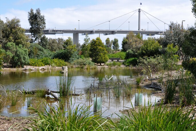 Waterway and reeds at Westgate Park, with Westgate Bridge in the background.