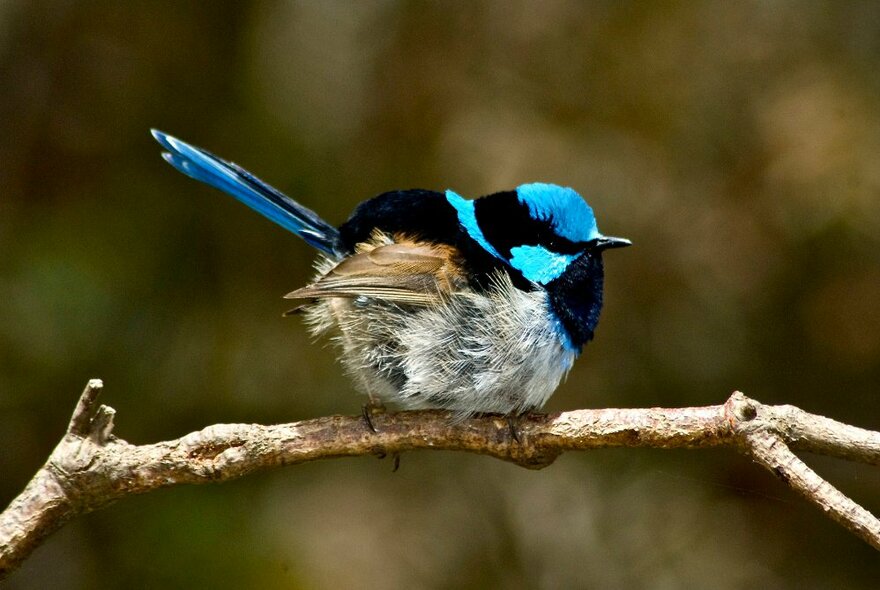A close-up of a vibrant blue Superb Fairy-Wren standing on a twig.