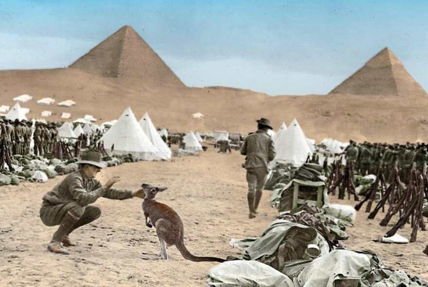 An Australian soldier in khakis, patting a kangaroo, in front of tents and the pyramids of Egypt. 