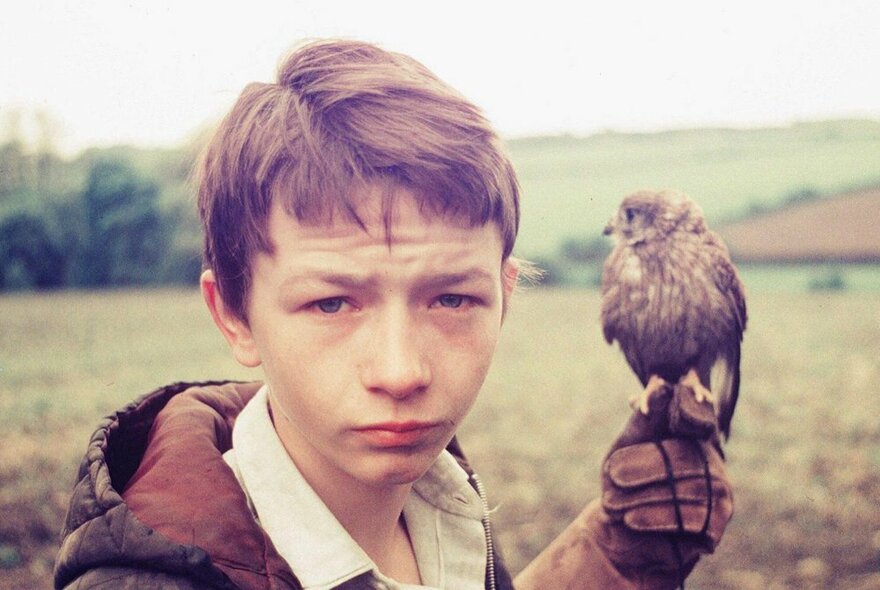 A still from a Ken Loach film featuring a young, downtrodden boy with a falcon resting on his hand, in front of a field.