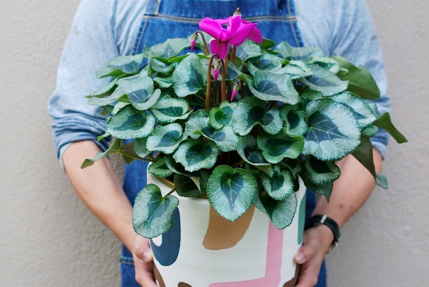 Person holding a large pot containing a cyclamen with a cerise-coloured flower