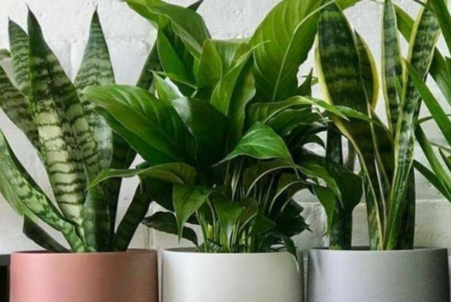 Three indoor plants in pots.