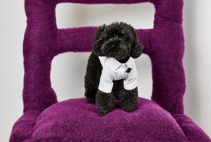 A small dog, wearing a white coat, positioned on an oversize large purple fluffy chair.
