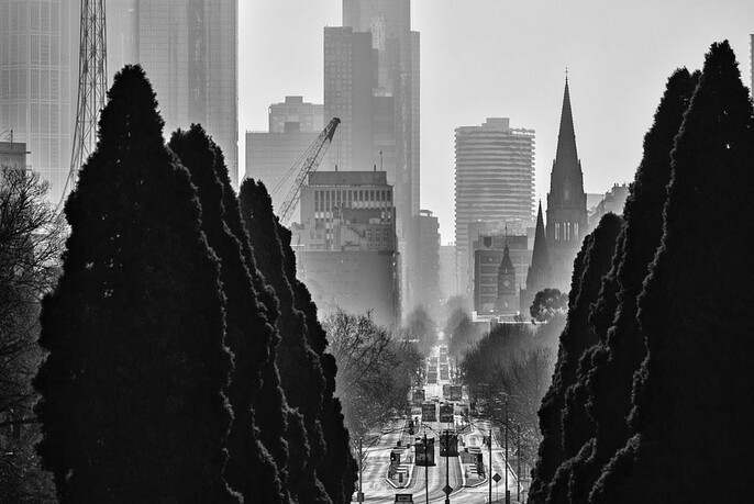 Black and white photograph of city buildings and St Kilda Road, with pencil pine cedar trees in the foreground.