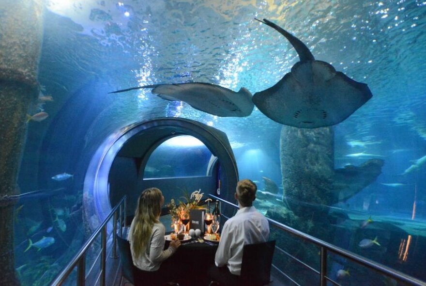 A man and a woman sitting in an aquarium and eating dinner