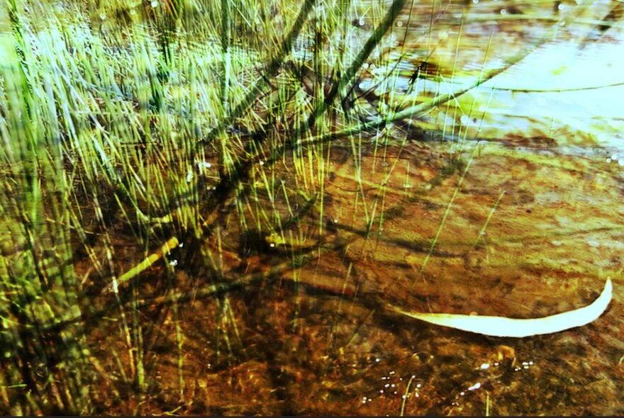 Grassy reeds, red dirt and light reflections in an outdoor landscape.