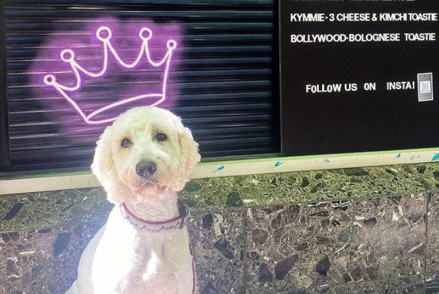 White labradoodle sitting under a purple neon crown, next to signage.