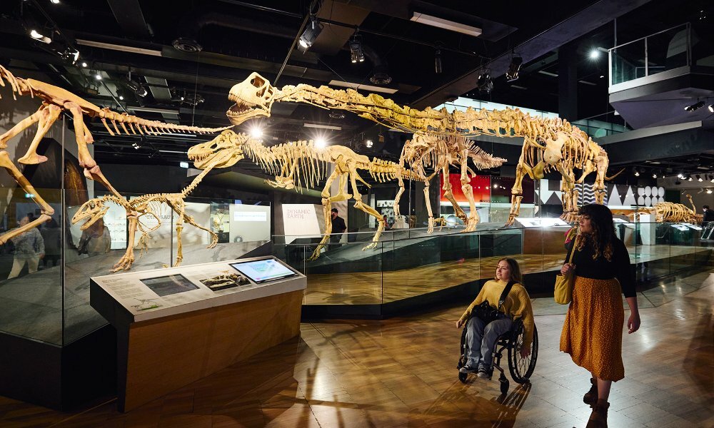 Two people walking past dinosaur skeletons in a museum. One woman is using a wheelchair.