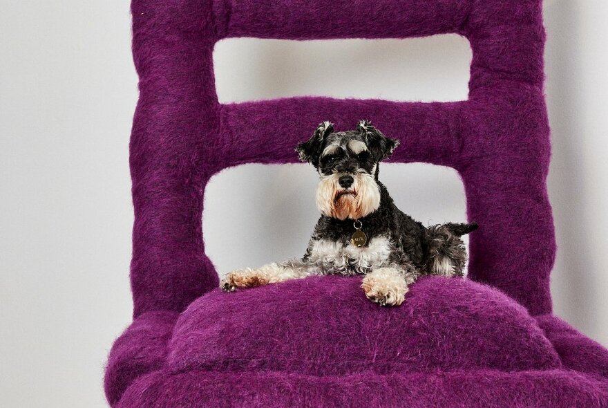 A small pet dog, positioned on an oversized purple fluffy chair.