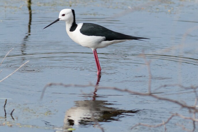 A stilt bird in the wetlands at Westgate Park.