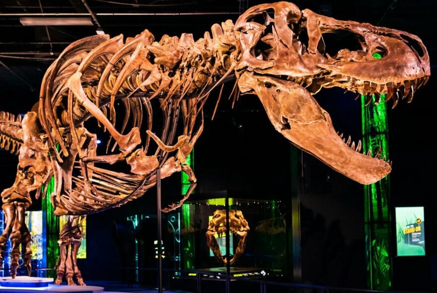 Dinosaur skeleton on display in a darkened museum setting.
