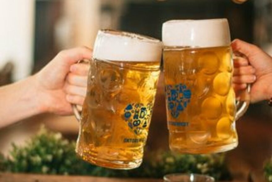 Two hands holding two glass beer steins filled with beer and clinking them together.