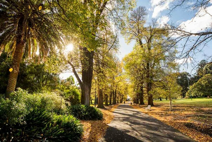 A public garden walkway in autumn surrounded by tall trees and fallen leaves.