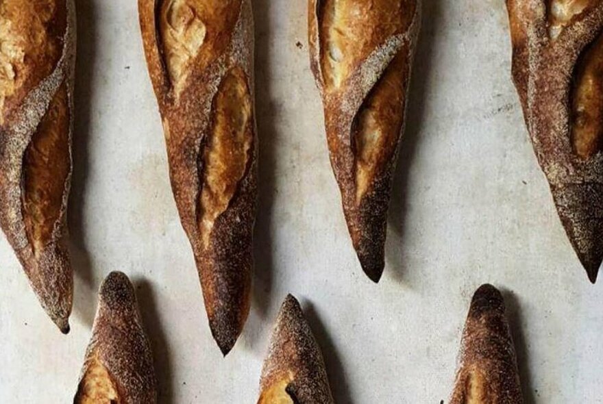 Rows of crispy sourdough baguettes lined up tip to tip, seen from above.