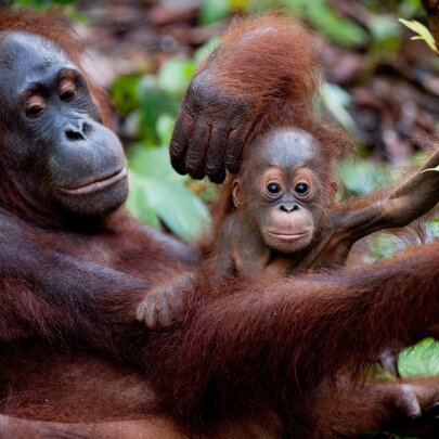 Born To Be Wild 3D