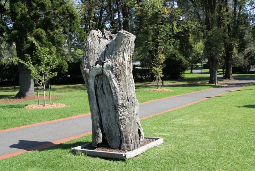 The trunk of a scarred tree in the Fitzroy Gardens.