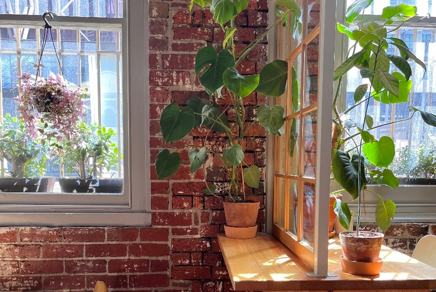 Window bench in interior of a cafe, with green plants in pots on a sill growing up a wall trellis and other plants hanging in a window space.