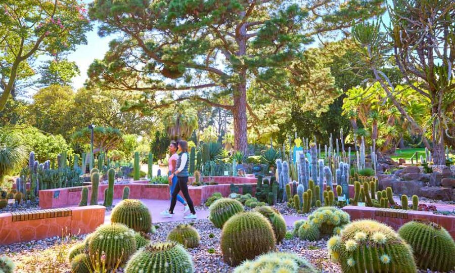 Two women walking through a cactus garden