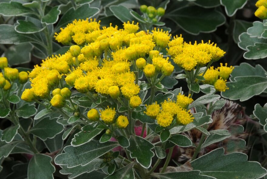 Plant in a garden, with small yellow flowers.