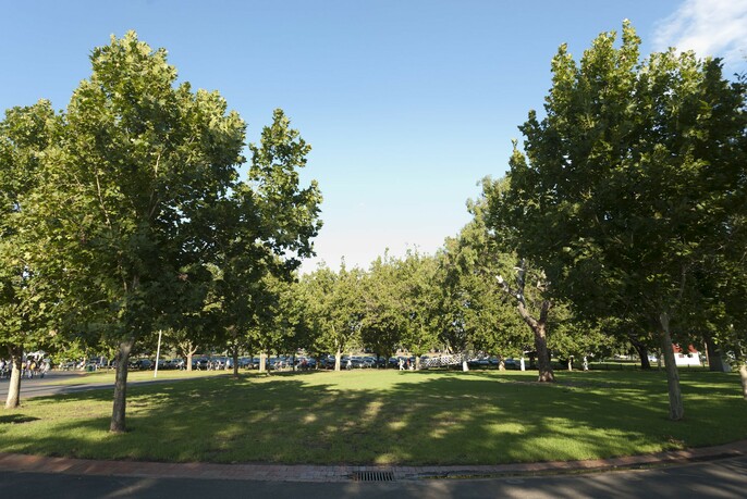 Trees and grass at Yarra Park.