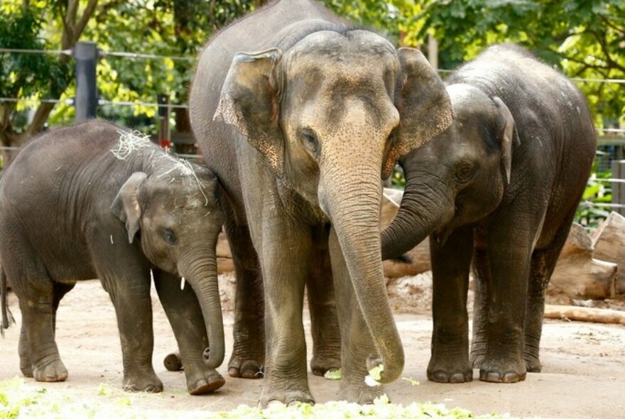 Three young elephants standing side by side eating lettuce.