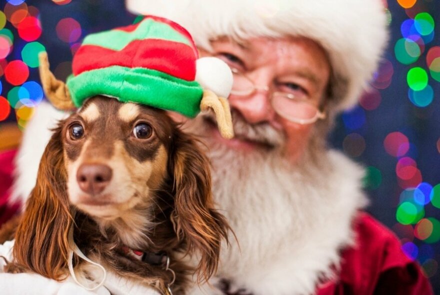 A dog with long shaggy ears wearing a red and green striped Christmas elf hat on its head in the foreground and a slightly blurred Santa with a red and hat and white beard in the background.