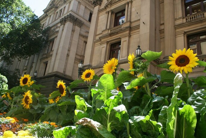 A row of sunflowers and other plants in the foreground, with Melbourne Town Hall facade in the background.