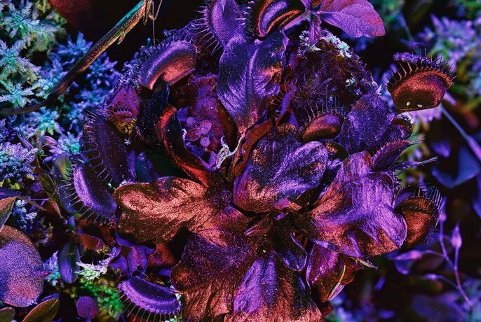 Close-up of purple coloured flora and leaves.