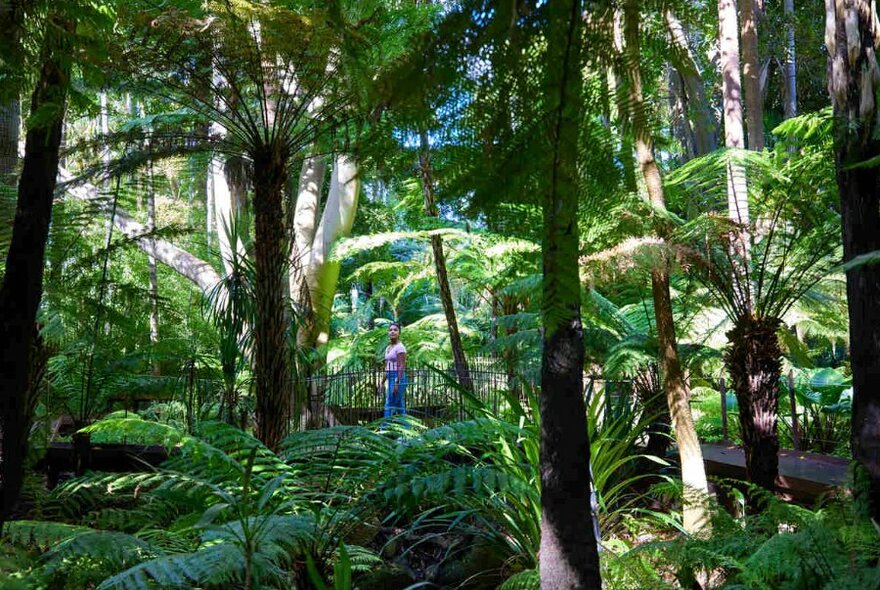 Wide shot of a girl in the Botanic gardens on a walking bridge looking up at trees.