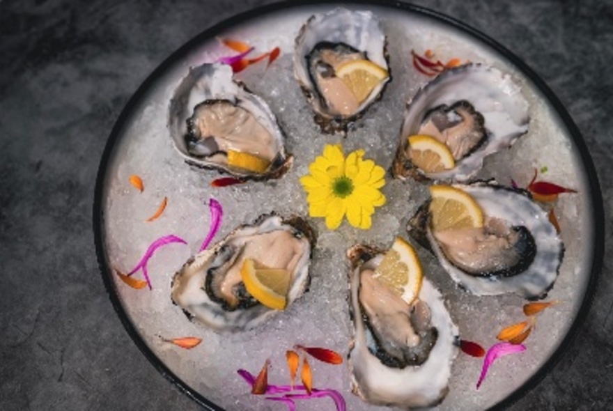 Six shucked oysters sitting of a bed of ice.