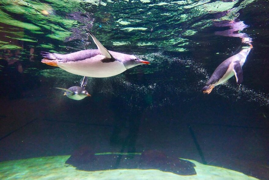 Penguins seen swimming underwater.