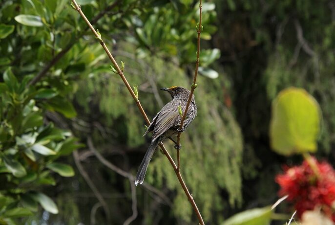 Little Wattlebird perched on a twig in a garden setting.