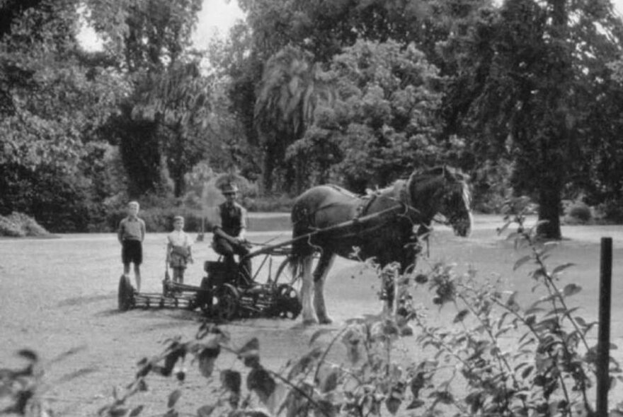 Old photo of a horse and three people moving the grass in the Royal Botanic Gardens