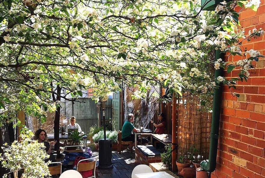 Café courtyard under blossoming tree