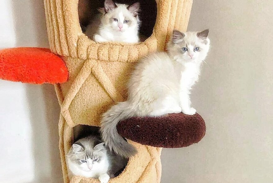 Cats sitting on a cat tower.